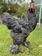 Jonge Brahma haan, Dieren en Toebehoren, Pluimvee, Mannelijk, Kip