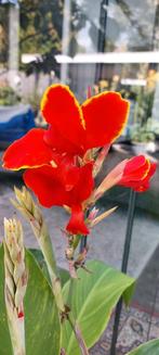 Canna Lucifer, Ophalen of Verzenden, Voorjaar, Volle zon, Wortelstok
