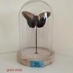 Blauw bruine Vlinder in grote stolp, Ophalen of Verzenden, Insect, Opgezet dier