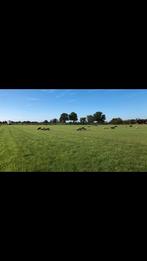 Gevraagd grasland voor schapen, Dieren en Toebehoren, Stalling en Weidegang, Weidegang