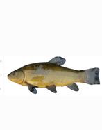 Zeelt 40cm+ €30, Karper of Koi