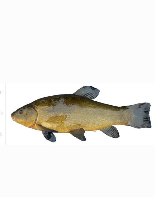 Zeelt 40cm+ €30, Dieren en Toebehoren, Vissen | Vijvervissen, Karper of Koi
