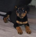 Rasechte rottweiler pup laatste reu, 8 tot 15 weken, Meerdere, Meerdere dieren, Rottweiler