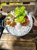 Opgemaakte planten bakjes., Ophalen, Nieuw