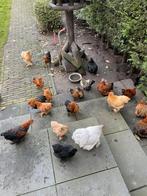 Jong cochin kippen, Dieren en Toebehoren, Overige Dieren, Juni, Meerdere dieren