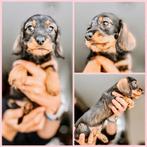 ️🌸💕lief kaninchen/dwerg ruwharig pupje️💕🌸, Kaninchen, Rabiës (hondsdolheid), 8 tot 15 weken, Teef
