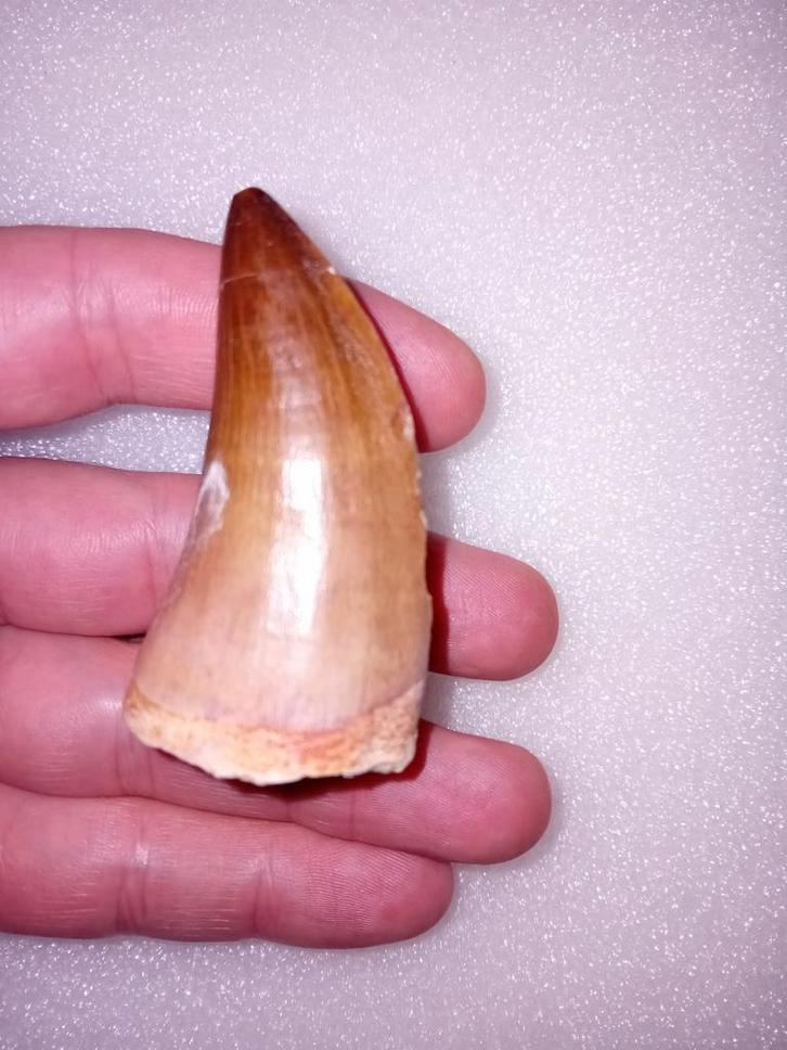 Mooie grote mosasaurus tand, Verzamelen, Mineralen en Fossielen, Fossiel, Ophalen of Verzenden
