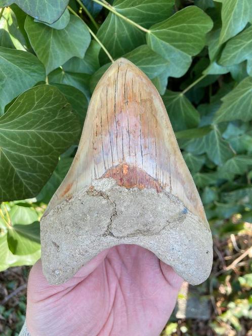 Enorme megalodon (5,5inch) haaientand, fossiel, Indonesië 11, Verzamelen, Mineralen en Fossielen, Fossiel, Ophalen of Verzenden
