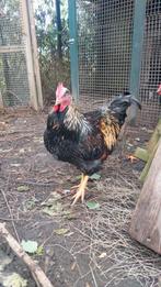 Jonge Barnevelder Haan, mei geboren, Ophalen, Nieuw, Overige merken