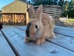 Vlaamse reus x hollander konijnen. Ram., Dieren en Toebehoren, Mannelijk, Groot