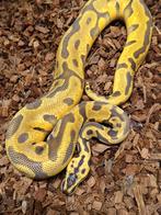 Python regius 1.0 leopard super enchi chocolate yb pos het, Slang