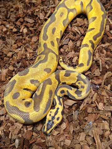 Python regius 1.0 leopard super enchi chocolate yb pos het beschikbaar voor biedingen