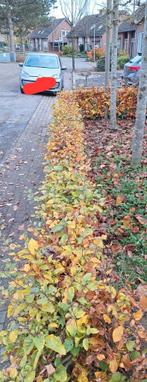 Beukenhaag gratis af te halen, Tuin en Terras, Planten | Struiken en Hagen, Ophalen of Verzenden, Beukenhaag, Haag, Minder dan 100 cm