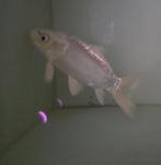 Witte koikarpers, Dieren en Toebehoren, Vis
