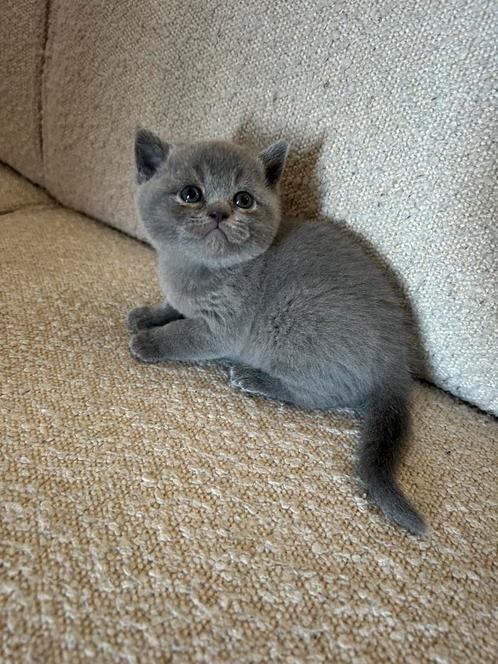 britskorthaar kittens, Dieren en Toebehoren, Katten en Kittens | Raskatten | Korthaar, Meerdere dieren, Ontwormd