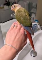 Tamme baby Pyrrhura, Dieren en Toebehoren, Vogels | Parkieten en Papegaaien, Geslacht onbekend, Parkiet, Tam