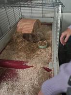 Gratis aangeboden 2 cavia beertjes, Dieren en Toebehoren, Knaagdieren, Cavia, Mannelijk, Mei, Tam