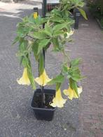Brugmansia (coldgroup), Overige soorten, Volle zon, Vaste plant, Ophalen of Verzenden