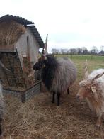Racka ram, Dieren en Toebehoren, Schapen, Geiten en Varkens, Mannelijk, Schaap, 3 tot 5 jaar