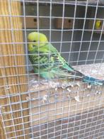 Parkieten, Meerdere dieren, Parkiet