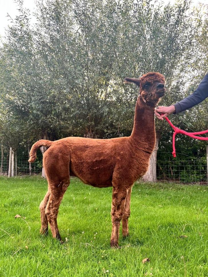 Alpaca hengst AHDP Robin, Dieren en Toebehoren, Overige Dieren, Mannelijk, Juli