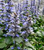 Ajuga Reptans Atropurpurea | Kruipend Zenegroen | Chemievrij, Bodembedekkers, Vaste plant, Ophalen of Verzenden, Halfschaduw