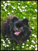 Lieve enthousiaste pomeriaan / dwergkeeshond, Dieren en Toebehoren, Keeshond, Teef, Parvo, Eén hond