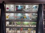 Volledige vogelkast + kanaries te koop, Dieren en Toebehoren, Ophalen, Zo goed als nieuw, Hout, Vogelkooi