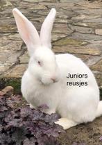 Duitse reus Albino ram, Dieren en Toebehoren, Konijnen, Mannelijk, Groot