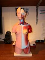 Anatomie Torso Model - 50 cm, 20 Delig, Ophalen of Verzenden