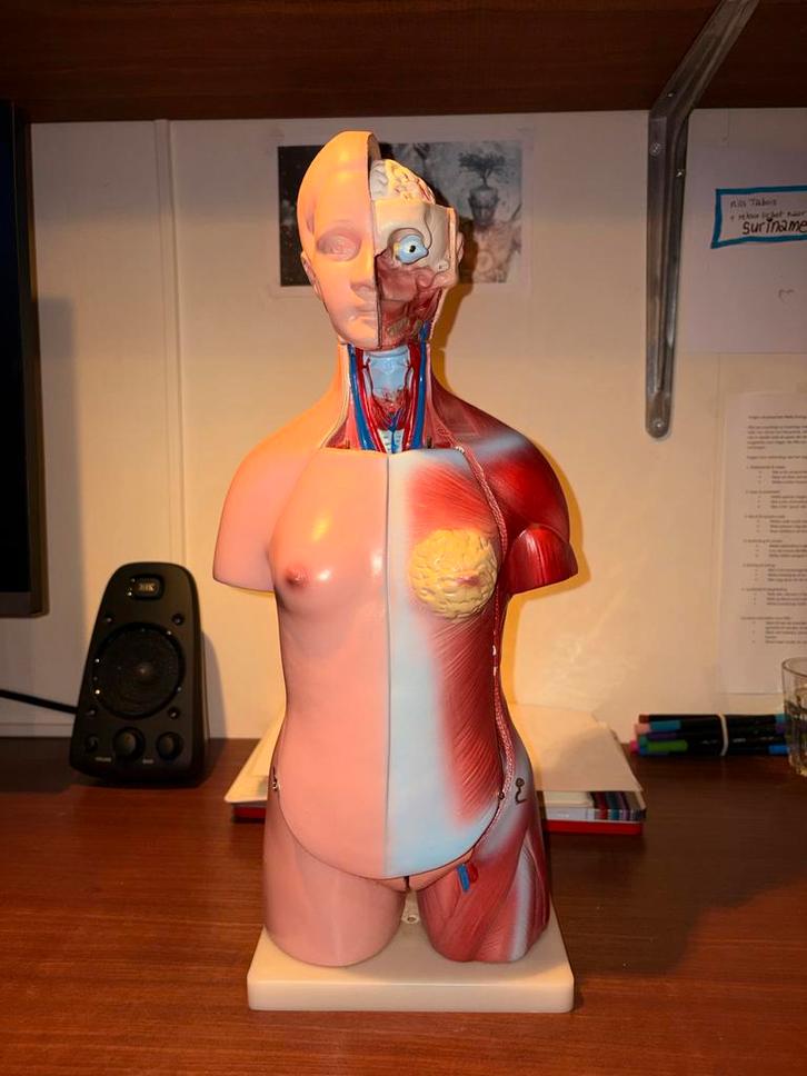 Anatomie Torso Model - 50 cm, 20 Delig, Antiek en Kunst, Kunst | Designobjecten, Ophalen of Verzenden