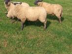 Bleu du maine dekrammen., Dieren en Toebehoren, Schapen, Geiten en Varkens, Mannelijk, Schaap