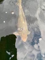 Koi, Dieren en Toebehoren, Vissen | Vijvervissen, Karper of Koi