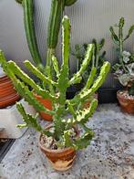 mooie euphorbia familie van de kerster, Ophalen, Cactus, In pot, Minder dan 100 cm