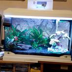 Vissen  eigen teelt te koop. platy s en black moly s, Dieren en Toebehoren, Vissen | Aquaria en Toebehoren, Ophalen, Plant(en), Steen of Hout