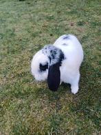 Nederlandse Dwerghangoren, Dieren en Toebehoren, Konijnen, Mannelijk, Dwerg, 0 tot 2 jaar