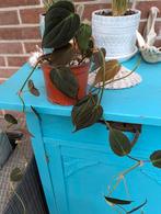 Philodendron micans, Huis en Inrichting, Kamerplanten, Ophalen, Overige soorten, Minder dan 100 cm