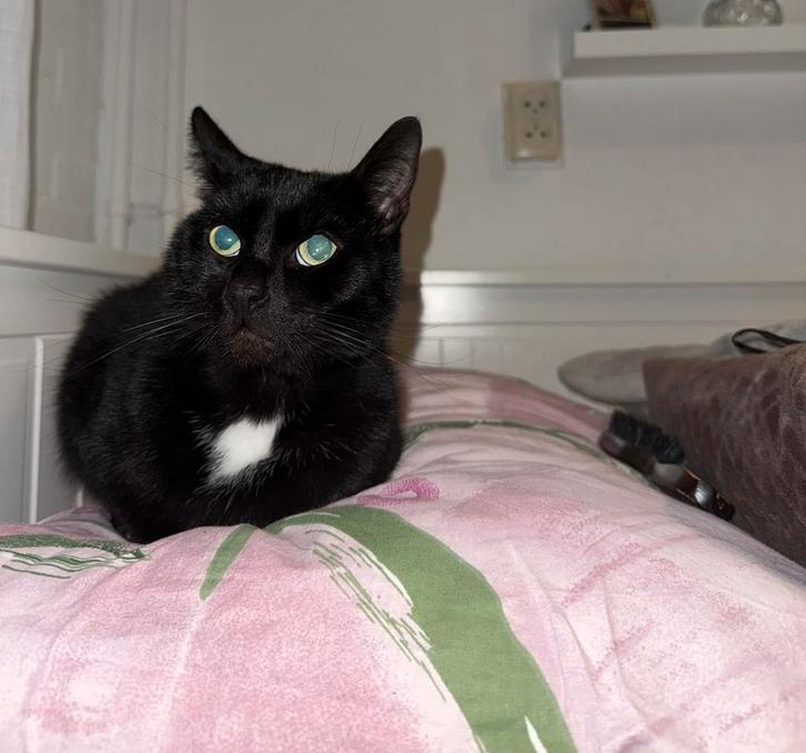 **Lieve kater Koekie zoekt een warm thuis, Dieren en Toebehoren, Katten en Kittens | Dekkaters