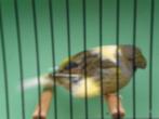 div, glosters, Dieren en Toebehoren, Vogels | Kanaries, Meerdere dieren, Postuurkanarie