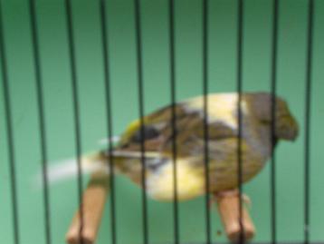 div, glosters beschikbaar voor biedingen