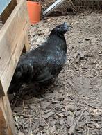 Ayam Cemani kippen, Dieren en Toebehoren, Pluimvee, Vrouwelijk, Kip