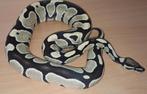 Konings python DG/Clown, Dieren en Toebehoren, Reptielen en Amfibieën, Slang, 0 tot 2 jaar