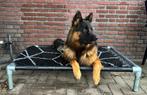 Hondenkussen ✅ mand hond hondenstretcher bed bull dog puppy, Ophalen, Nieuw