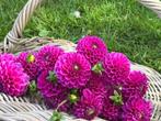 ===> Dahlia knollen purple fox paars <===, Tuin en Terras, Bloembollen en Zaden, Ophalen of Verzenden, Voorjaar, Volle zon, Knol