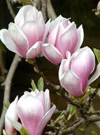 Magnolia Susan,  Xsoulangeana en yellow bird, Tuin en Terras, Lente, Overige soorten, Ophalen, Volle zon