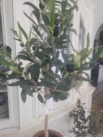 Nieuwe kunst olijven boompjes merk Clayre & Eef, Belle Vieille Brocante, Nieuw, Ophalen of Verzenden, Jolandamonsieurs@gmail.com