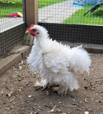 Cochin haan krul/zijdeveer, Dieren en Toebehoren, Pluimvee, Mannelijk, Kip