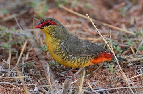 Te koop aangeboden goudbuikjes, Dieren en Toebehoren, Vogels | Overige Vogels, Tropenvogel, Meerdere dieren