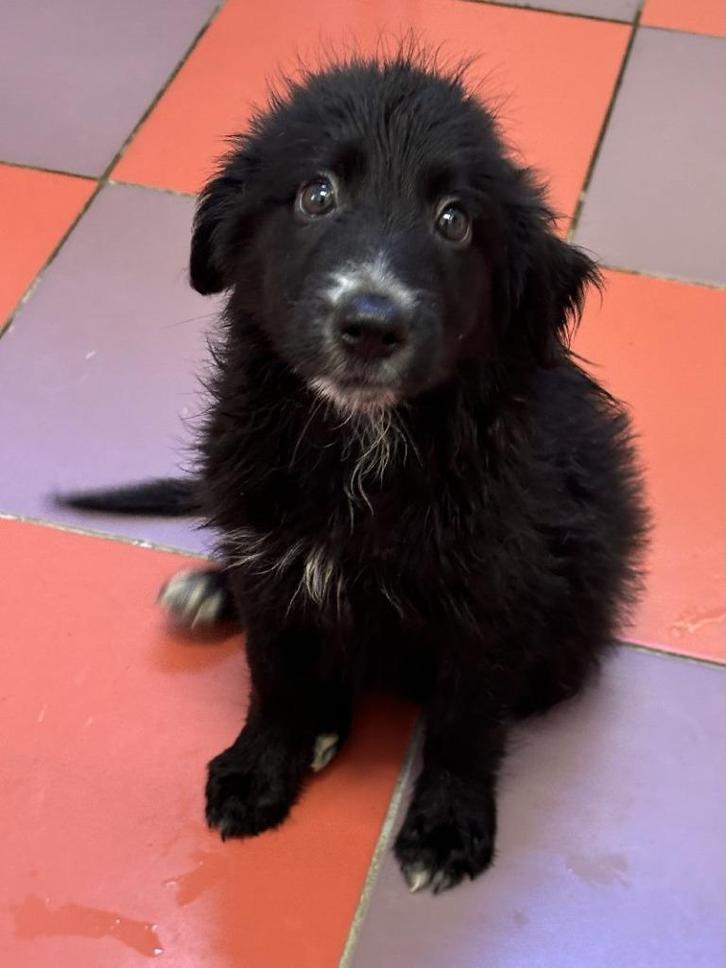 ACE: Yaron heeft een sociaal en lief karakter, Dieren en Toebehoren, Honden | Niet-rashonden, Middel, Reu, Particulier, Eén hond