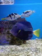 Zebrasoma xanthurum, Vis, Zoutwatervis